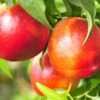 Pacific Pride™ Nectarine -Plant And Fruit Tree Store PacificPrideNectarine 1