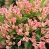 Alpha Peach Kisses™ Weigela -Plant And Fruit Tree Store PeachKissesWeigela