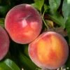 Combination Peach 'Zaiger Pride' (3 Varieties)/Semi Dwarf 2 Combination Peach 'Zaiger Pride' (3 Varieties)/Semi Dwarf -Plant And Fruit Tree Store Peach Prunus EvasPride 1024x1024 38ff1114 050d 41e8 8c64 ca9737ab8c49