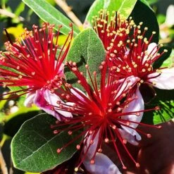 Waingaroâ„¢ Guava