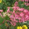 Pokeys Pink Flowering Currant 2 Pokeys Pink Flowering Currant -Plant And Fruit Tree Store Pokeys