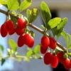 Red Empress™ Goji Berry -Plant And Fruit Tree Store Red Empress Goji 350x350 1