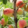 Reliance Peach 1 Reliance Peach -Plant And Fruit Tree Store ReliancePeachcopy 1