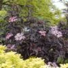 Black Beauty Elderberry -Plant And Fruit Tree Store Sambucus Nigra Black Beauty