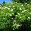 American Elderberry -Plant And Fruit Tree Store Sambucus canadensis
