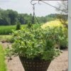 Alpha Bushel And Berry® Sapphire Cascade® Blueberry -Plant And Fruit Tree Store SapphireCascade2 1