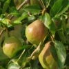 Bartlett European Pear -Plant And Fruit Tree Store Shutterstock 1475842703