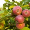 Apple Combo (3 Varieties) -Plant And Fruit Tree Store Shutterstock 1931241200 a9816af4 87bd 4d49 84f1 1763820f756e