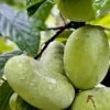 Tallahatchie® Paw Paw -Plant And Fruit Tree Store TallahatchiePawPaw