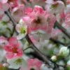 Toyo Nishiki Flowering Quince -Plant And Fruit Tree Store ToyoNishikiimage