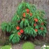 Pix Zee Dwarf Peach - Miniature -Plant And Fruit Tree Store Trixzie Pixzee Peach Tree 54472 zoom 2