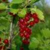 Viking Red Currant 2 Viking Red Currant -Plant And Fruit Tree Store VikingRedCurrant