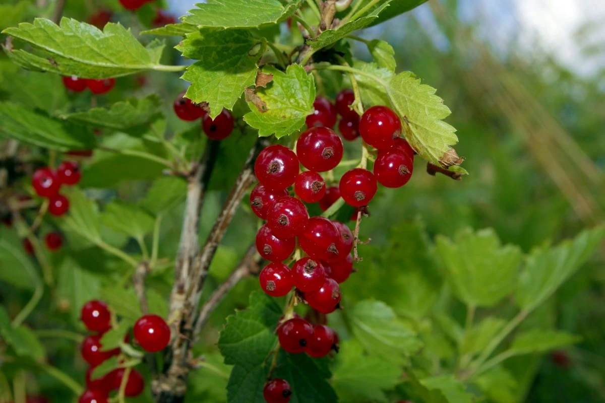 Viking Red Currant 2 Viking Red Currant