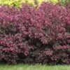 Alpha Wine & Roses® Weigela -Plant And Fruit Tree Store WeigelaWineRoses1 1080 1080 60
