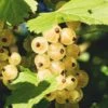 Zitavia Currant 1 Zitavia Currant -Plant And Fruit Tree Store White Currants Best Varieties Growing Guide Care Problems and Harvest FI