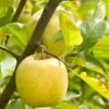 Ananas Reinette Apple 2 Ananas Reinette Apple -Plant And Fruit Tree Store a083d