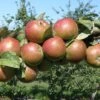 Granniwinkle Cider Apple 2 Granniwinkle Cider Apple -Plant And Fruit Tree Store a387 granniwinkle p 27
