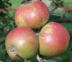 Karmijn De Sonnaville Apple -Plant And Fruit Tree Store a420 karmijn de sonnaville 1