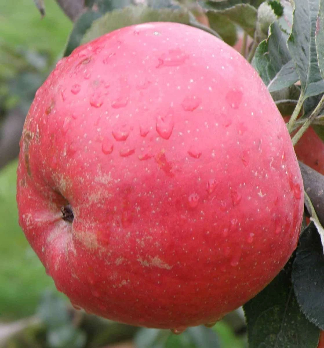 Tompkins King Apple Tree 4 Tompkins King Apple Tree - Image 2