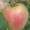 Mott's Pink Apple -Plant And Fruit Tree Store a553 mott pink 1