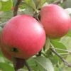 Queen Cox Self-Fertile Apple -Plant And Fruit Tree Store a581 2