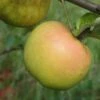 Roxbury Russet Apple 1 Roxbury Russet Apple -Plant And Fruit Tree Store a628 roxbury russet 1