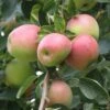 Shay Apple 2 Shay Apple -Plant And Fruit Tree Store a650