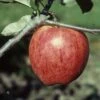 Sunrise Apple 1 Sunrise Apple -Plant And Fruit Tree Store a665dsunrise 1