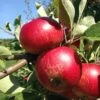 Unbeatable Urban Apple Bundle (3 Trees) -Plant And Fruit Tree Store akane 95979