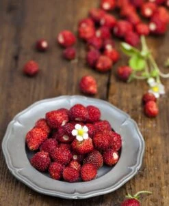 Rugen Alpine Strawberry