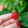 Reine Des Vallees Alpine Strawberry -Plant And Fruit Tree Store alpinestrawberry