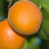 Chinese Sweet Pit Apricot -Plant And Fruit Tree Store apricots c476 chinese sweet pit