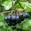 McKenzie Aronia -Plant And Fruit Tree Store aronia 4 1 4d2cca65 c295 4edb 8eaa 6461b27e22b4