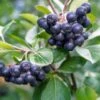 Raintree Select Aronia -Plant And Fruit Tree Store aroure