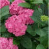 Let's Dance ¡Arriba!® Reblooming Hydrangea -Plant And Fruit Tree Store arriba2