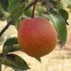 Ooharabeni Asian Pear -Plant And Fruit Tree Store asian pears b573 ooharabenni 1 1