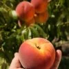 Avalon Pride Peach 2 Avalon Pride Peach -Plant And Fruit Tree Store avalon pride peach