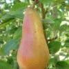 Abbe Fetel European Pear -Plant And Fruit Tree Store b025 abbe fetel 1