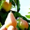 Arganche European Pear -Plant And Fruit Tree Store b037 araganche 1