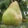 Comice European Pear -Plant And Fruit Tree Store b080 comice 1