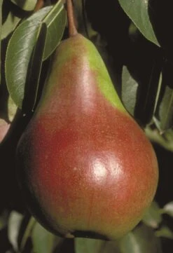 Pound European Pear