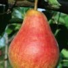 Ubileen European Pear -Plant And Fruit Tree Store b260 ubileen pear 3 1
