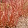 Baileyi Red Twig Dogwood -Plant And Fruit Tree Store bailey red twig dogwood bare branches 600x600 1