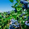 Big Blueberry Bundle No.1 -Plant And Fruit Tree Store bbbs3