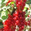 Rovada Red Currant 1 Rovada Red Currant -Plant And Fruit Tree Store best rovada red currant 1