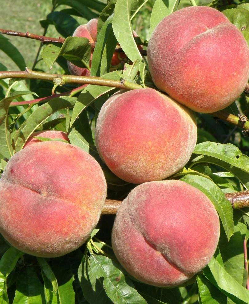 Betty Peach 3 Betty Peach