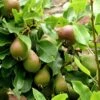 Beurre Super Fin European Pear 2 Beurre Super Fin European Pear -Plant And Fruit Tree Store beurrepear 1