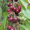 Bing Cherry -Plant And Fruit Tree Store bing cherry 1