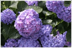 Let's Dance® Blue Jangles® Reblooming Hydrangea -Plant And Fruit Tree Store bjangle