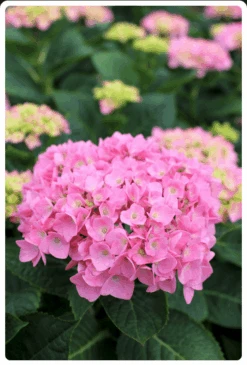 Let's Dance® Blue Jangles® Reblooming Hydrangea -Plant And Fruit Tree Store bjangle2